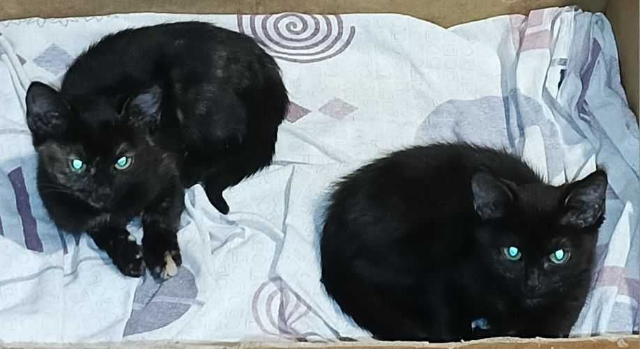 Котята девочки 4 месяца