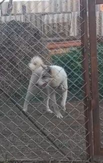 ЗСЛ ұрғашы сатылады