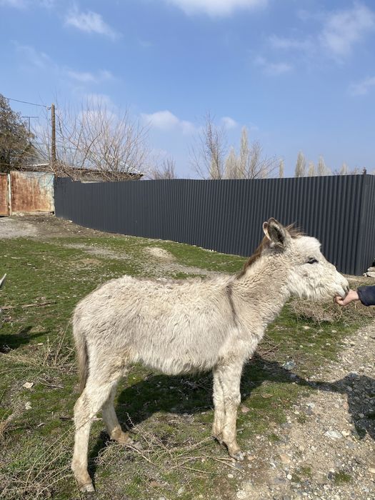 Қодық сатылады таразда тур ровныйда