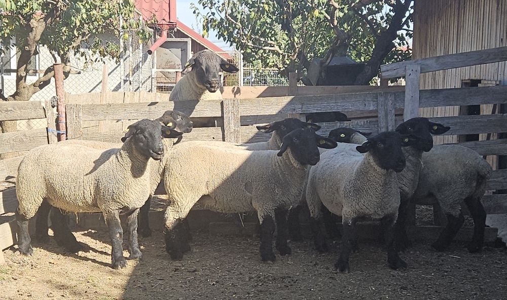 Suffolk berbecuți și mieluțe