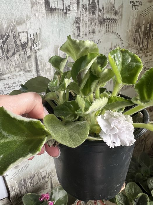 Фиалки 700 тенге