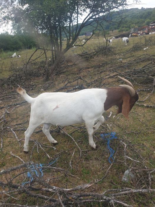 Tapi rasa boer de vanzare