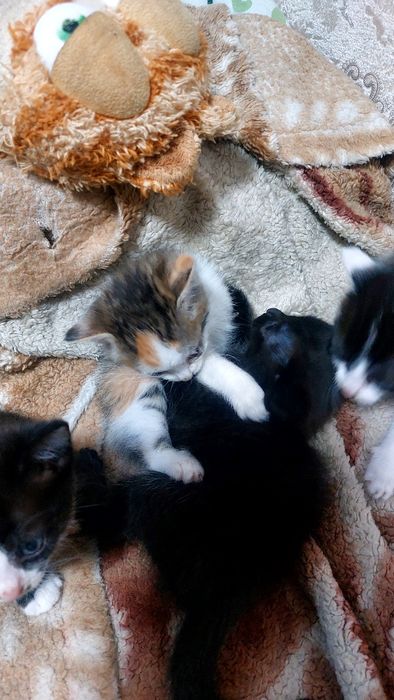 Отдам в хорошие руки котят