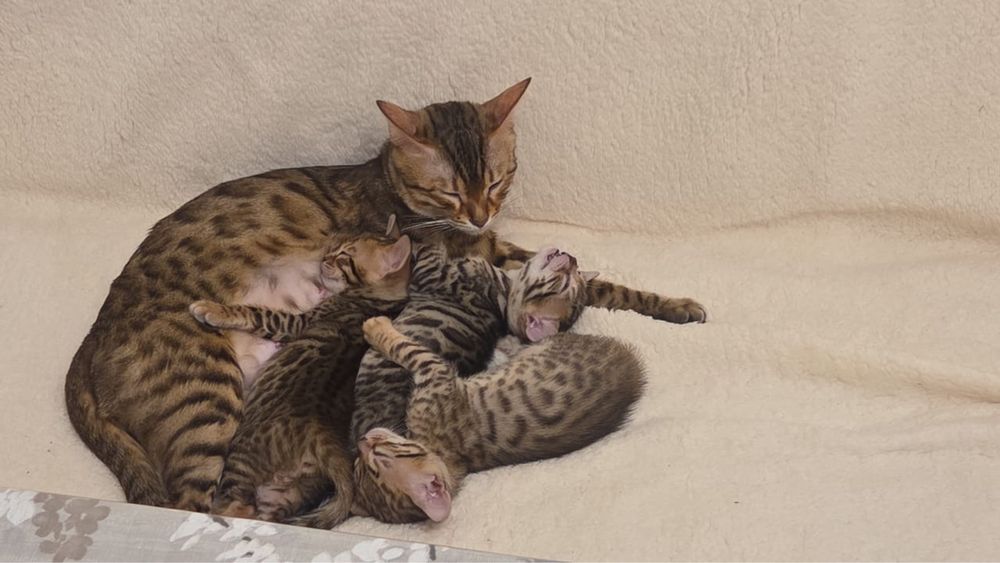 Продаются бенгальские котята