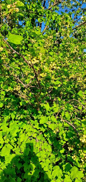 Продам дачу 7.5 соток общество " Кристалл"