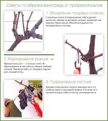 Обрезка винограда узум токларига шакл бериш хизмати