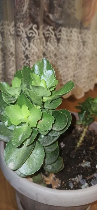 Цветы комнатные продам каланхоэ и другие