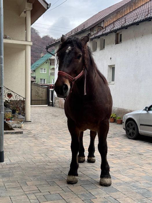 Vând cal de 5 anii  analtime 180 la hreban mai multe detalii  an priva