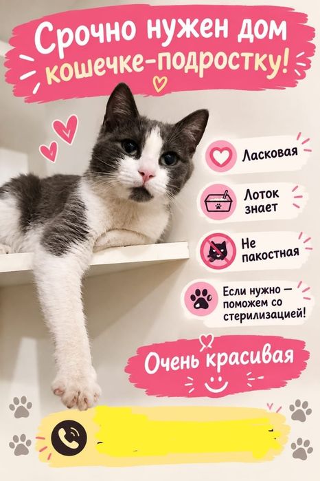 Срочно ищем дом котенку!