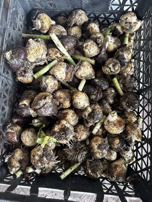 Продам луковицы тюльпанов