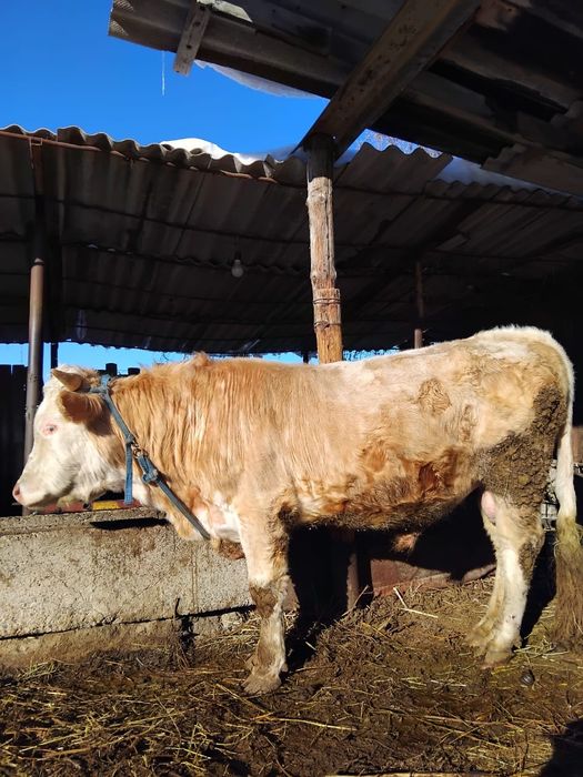 Бык.продам бука сатам