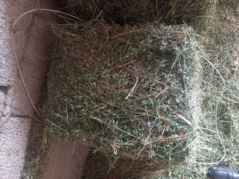 Сабан и жонышка Тассайда тур