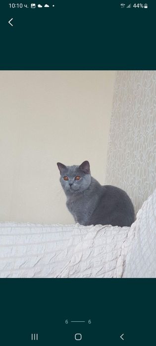 Британска късокосместа 550лв