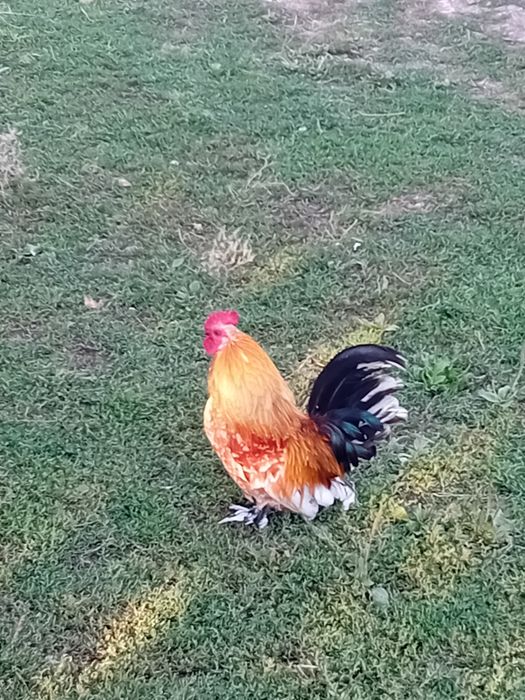 Cocos liliputi de vanzare
