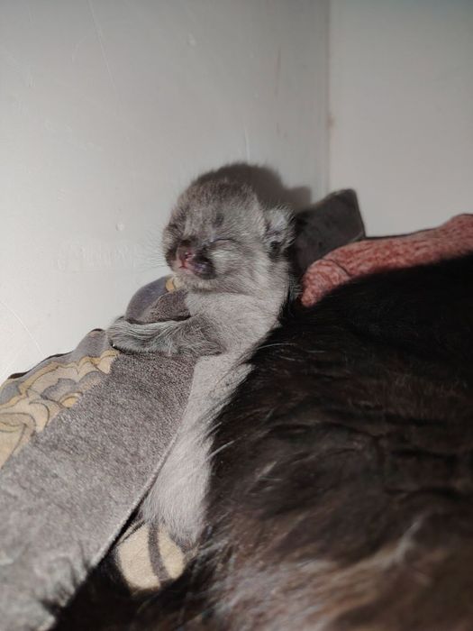 Mushuk sotiladi skotish fold juda chiroyli