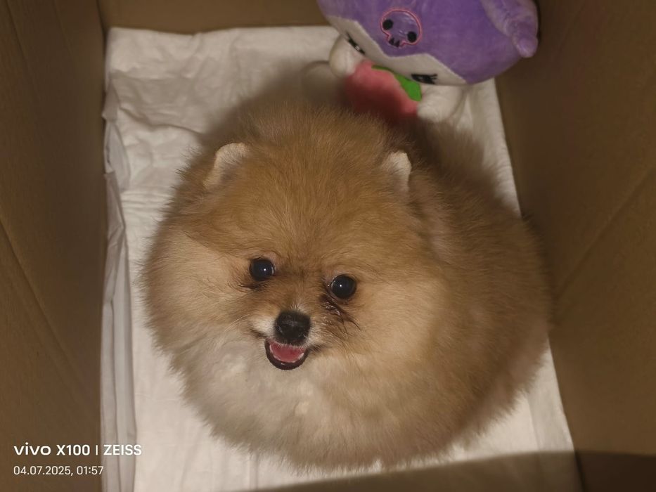 Очаровательные щенки шпица.