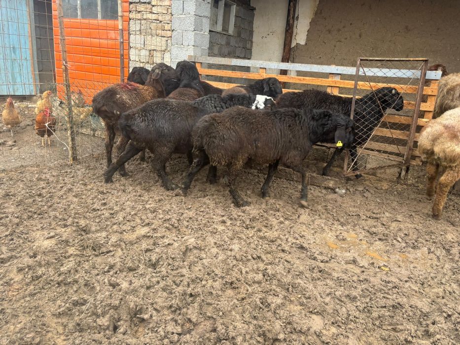 Қошқарлар бордақы семіз