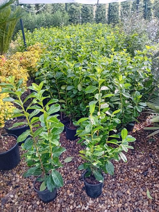 Laur englezesc din propria pepinieră dețin diferite dimensiuni