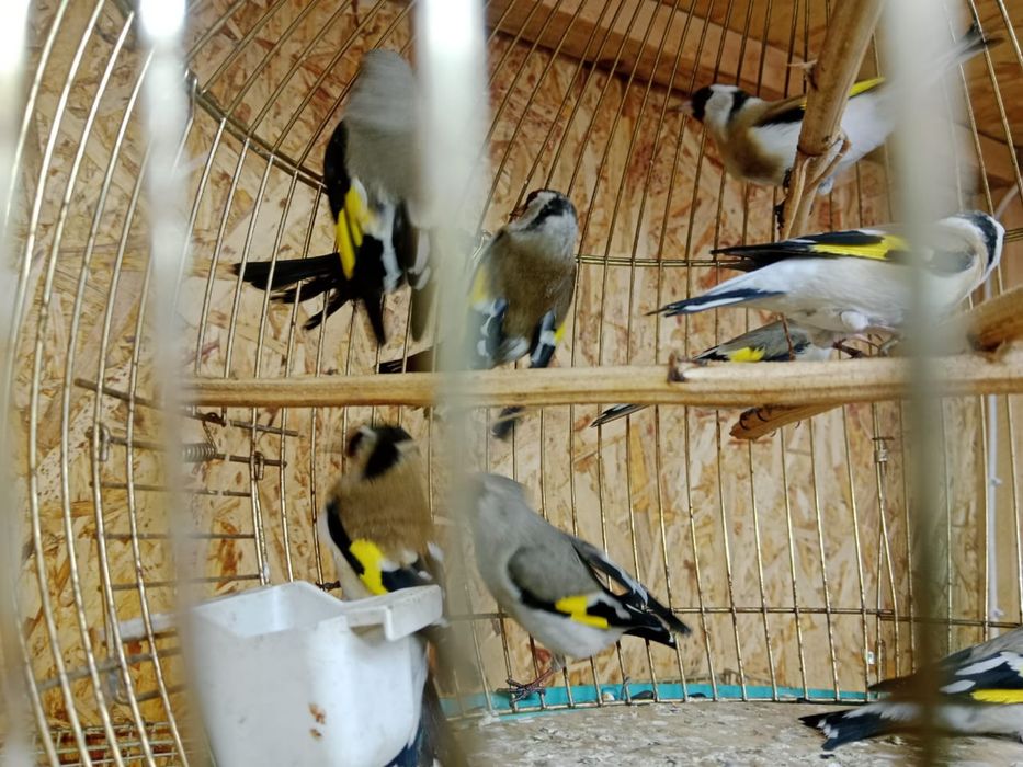 Продам   щеглов