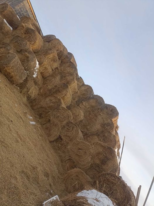 Сено житняк 10.000