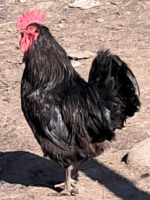 Gâscan holmogor, cocoși australop si altele