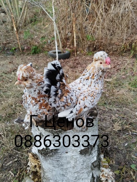 Продавам  джинки струмски бантам