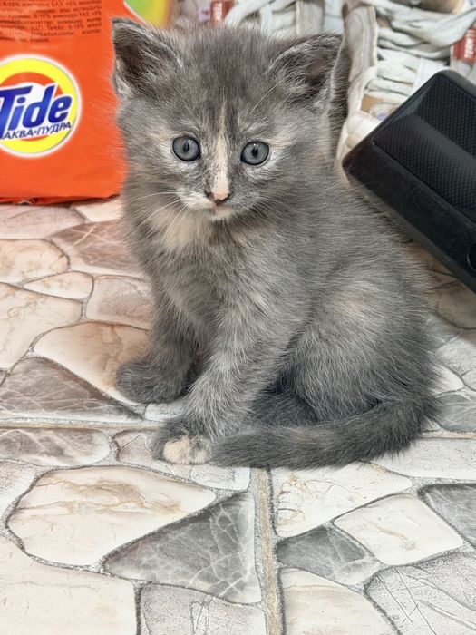 Отдам котят в добрые руки