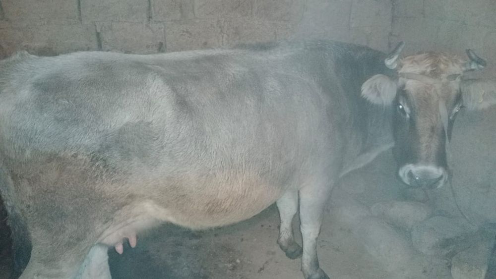 Тёлка,теленок,Алатау,Тайынша