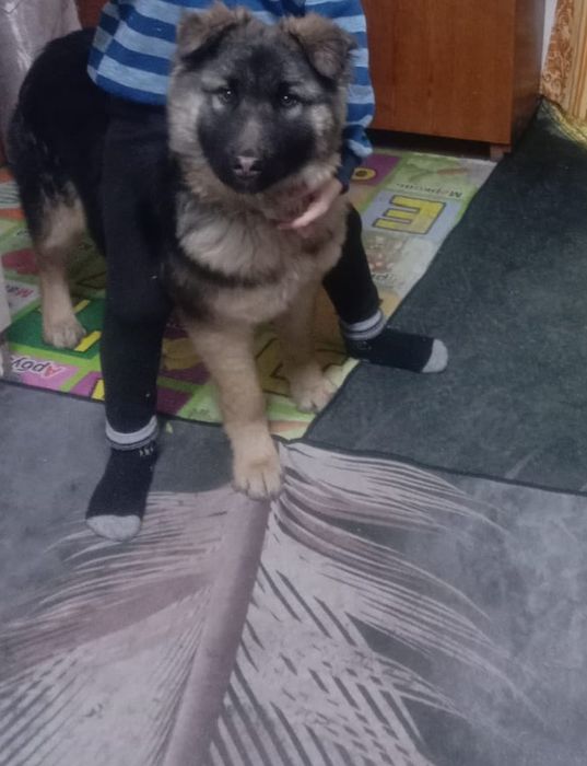 Продам немецкую овчарку