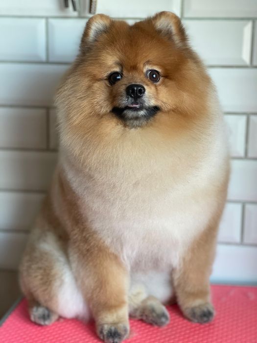 Померанский шпиц. Вязка