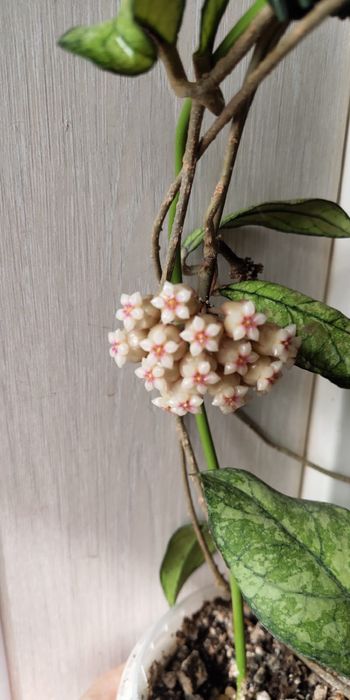 Крассипетиолата сплеш, Пхувуаенсис, Бордени