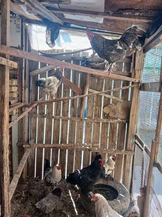 Хo'rozlar va tovuqlar sotiladi xammasi sog'lom