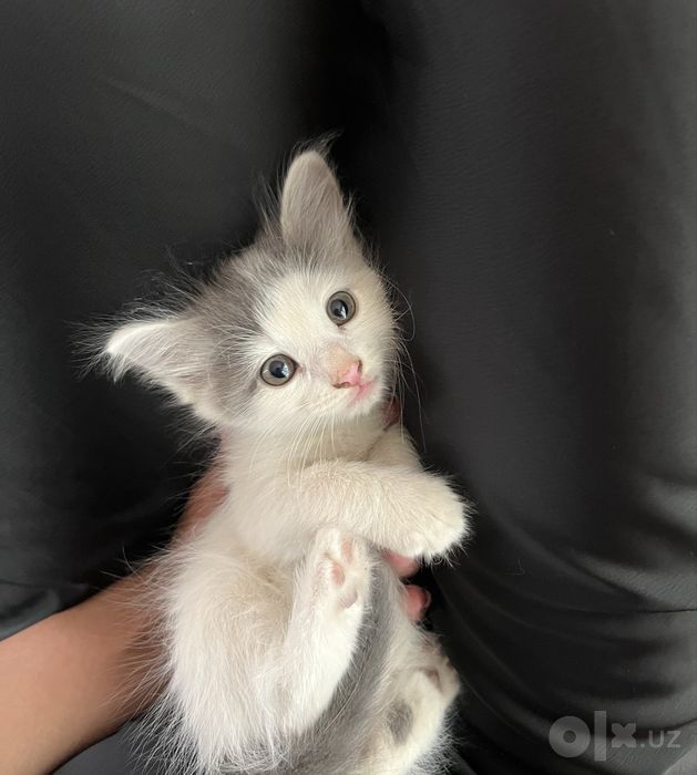 Котенки отдам даром