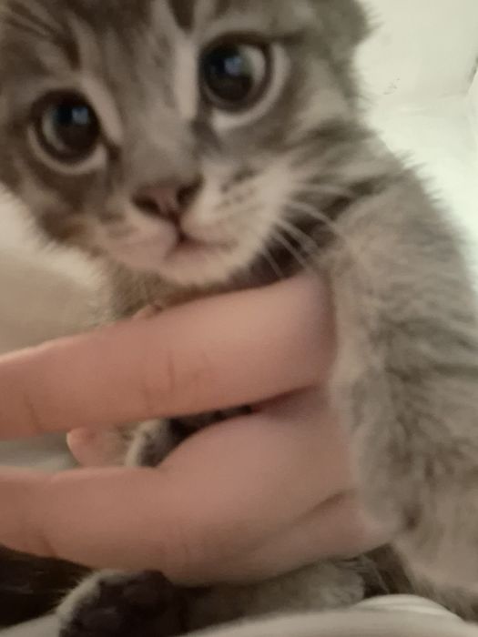 Отдадим котёнка в добрые руки!