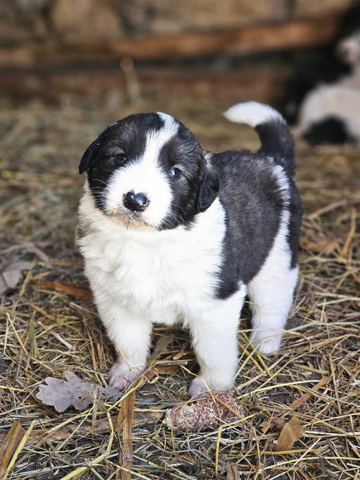 Catei Ciobanesc romanesc de bucovina mascul si femele