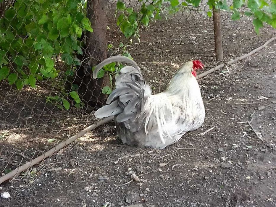 Крупный молодой петух (помесь), 2 года