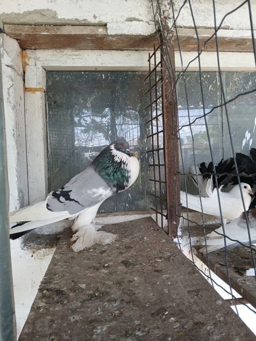 3 masculi gusati