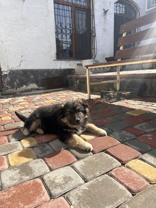 Щенки отдам в добрые руки