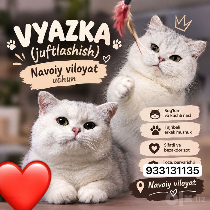 Vyazka uchun toza qonli shinshilla