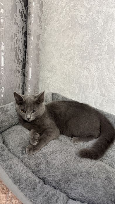 Отдам котенка, девочка