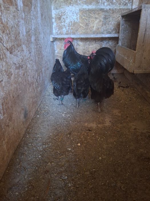 Familie australorp