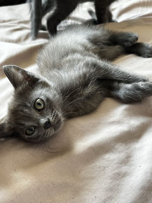 Продам красивых котят