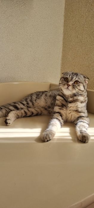 Отдам в добрые! руки !