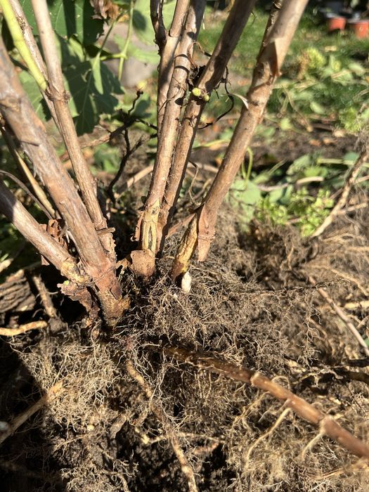 Продам древовидную гортензию