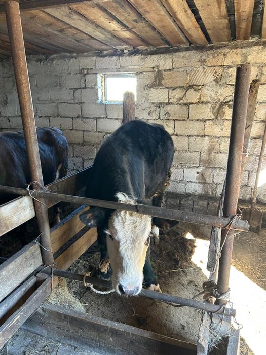 Бұқалар сатамын.