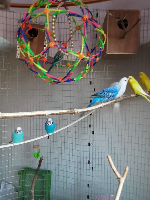 Волнистые попугаи, молодые