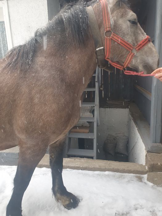 Mânza de 3,5 ani blândă