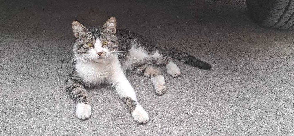 Приютите кота в добрые руки!