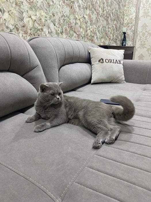 Вислоухие Шотландские Скоттиши