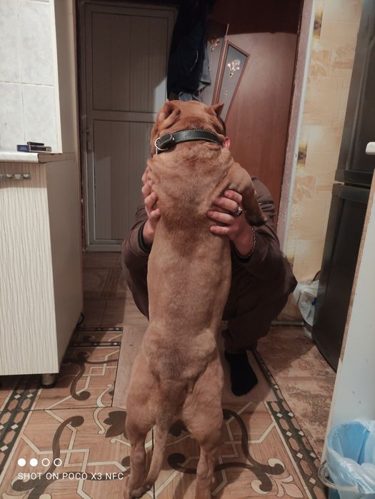 Американский булли( вязка(